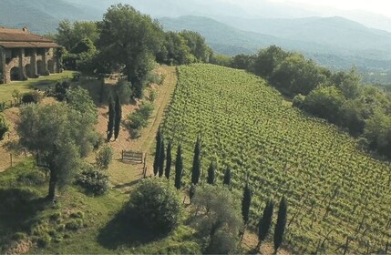Boutique Winery Tour & Tasting in North Tuscany