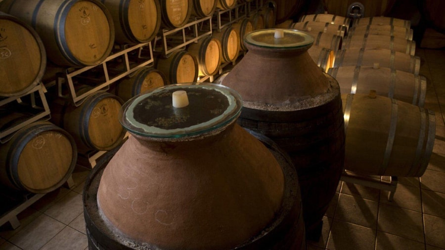 Winery Tour with Wine & Food Tasting near Riccione & Rimini