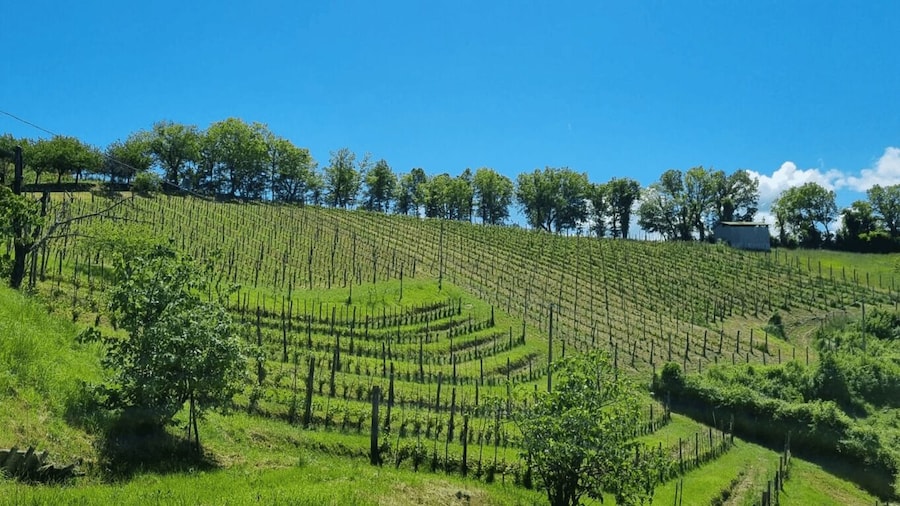 Winery Tour and Wine Tasting in Rieti Countryside
