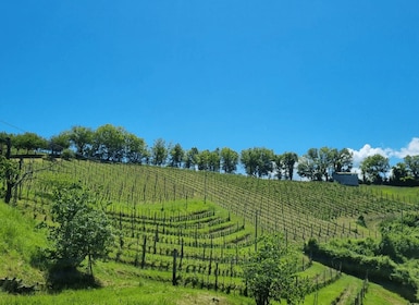 Winery Tour and Wine Tasting in Rieti Countryside