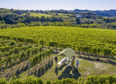 Wine Tasting and Food Pairings in Langhe and near Alba