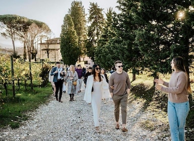 Organic and Biodynamic Winery Tour and Tasting in Lucca