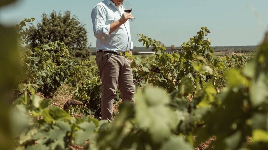 Vineyard Walk and Tasting at a Masseria Winery in Taranto