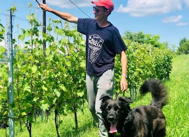 Wine Tasting and Winery Visit near Asti and Turin