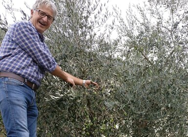 Olive Mill Tour and Tasting in the Padua Hills