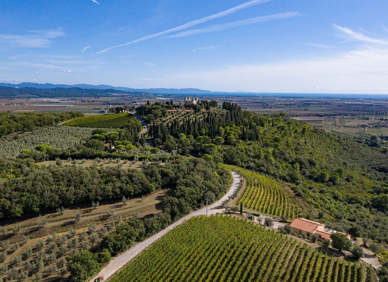 Wine Tasting with Local Food Pairing near Livorno