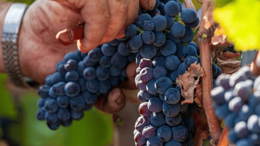 Boutique Winery Visit & Tasting near Rome