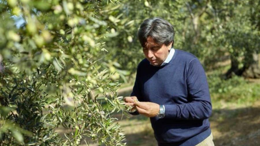Olive Oil Mill Tour with Tasting near Bari