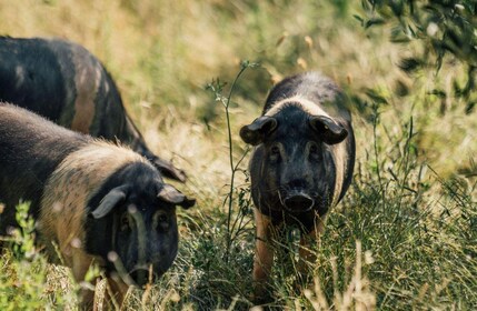 Cured Meat & Olive Oil Tasting & Visit near Pisa & Livorno