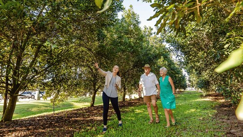 Bundaberg: Macadamia Orchard Tour