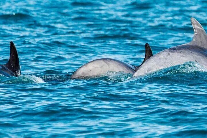 Muscat Dolphin Watching Boat Trip with Snacks 