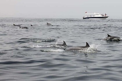 Paseo en barco con delfines de moscatel 