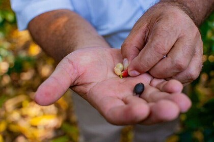 The Coffee Trail and Wildlife Experience