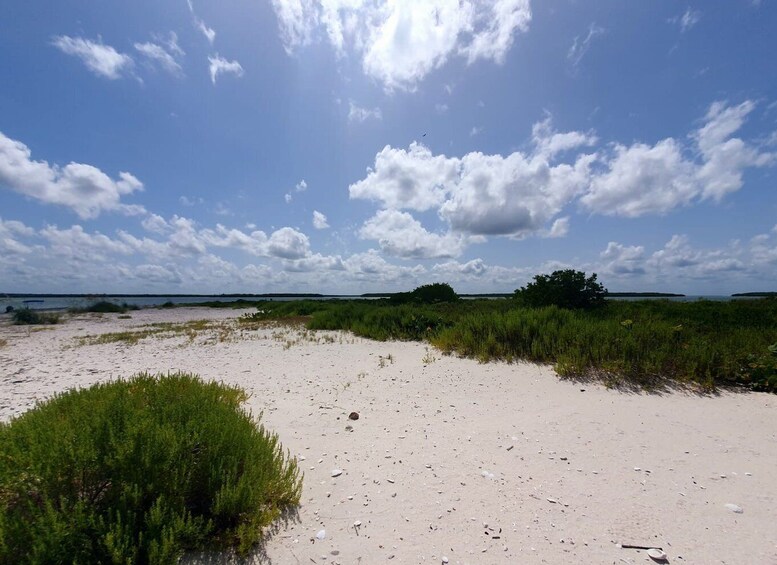 Picture 10 for Activity Everglades National Park: Motorboat Eco Tour