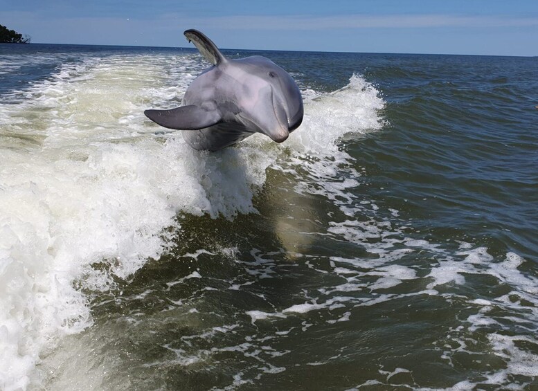 Picture 7 for Activity Everglades National Park: Motorboat Eco Tour