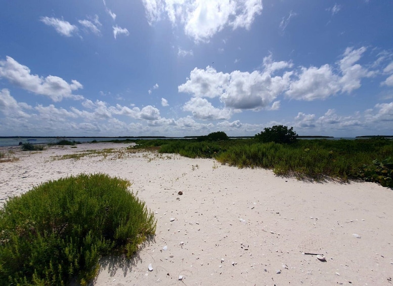 Picture 10 for Activity Everglades National Park: Motorboat Eco Tour