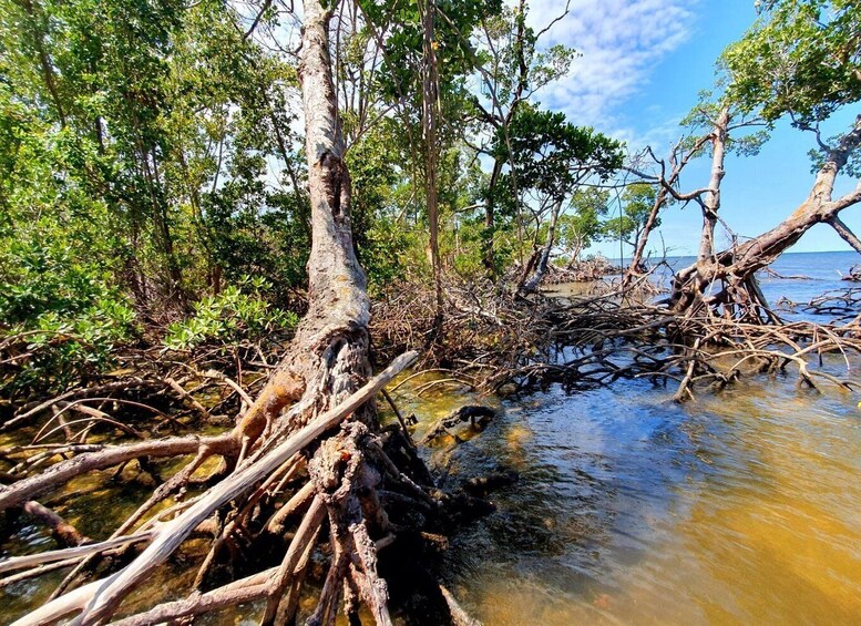 Picture 6 for Activity Everglades National Park: Motorboat Eco Tour