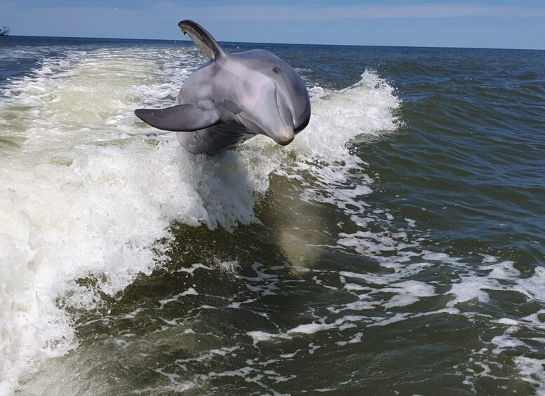 Picture 7 for Activity Everglades National Park: Motorboat Eco Tour