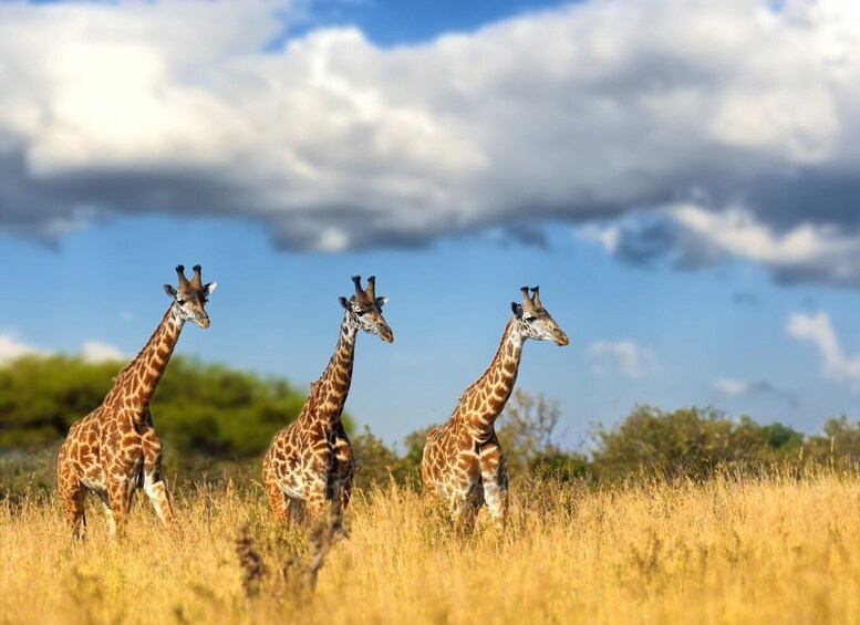 Picture 1 for Activity Hartbeespoort: Lion and Safari Park Tour