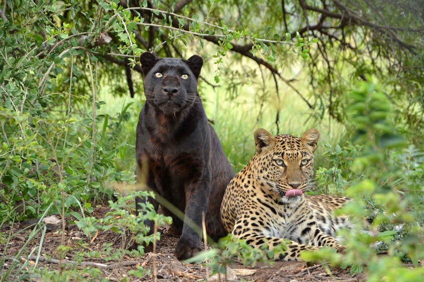 Picture 5 for Activity Hartbeespoort: Lion and Safari Park Tour