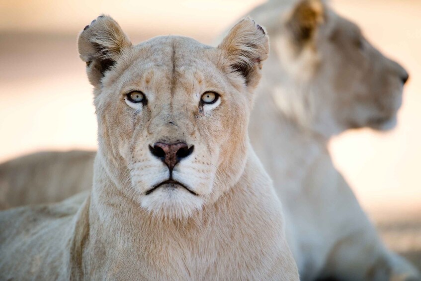 Picture 4 for Activity Hartbeespoort: Lion and Safari Park Tour