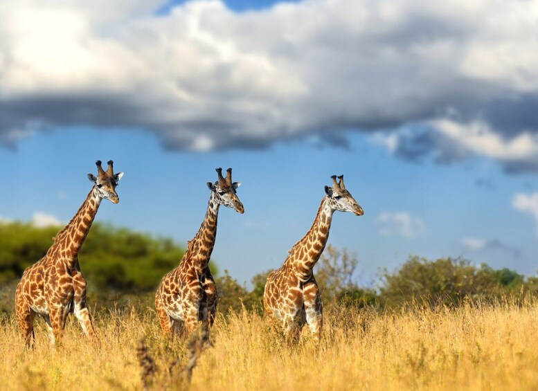 Picture 1 for Activity Hartbeespoort: Lion and Safari Park Tour