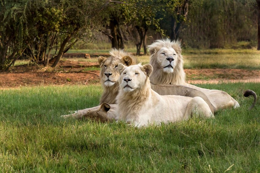 Picture 2 for Activity Hartbeespoort: Lion and Safari Park Tour