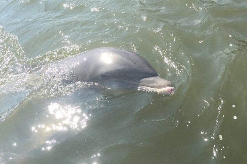 Although not a dolphin tour, the dolphins often steal the show! 