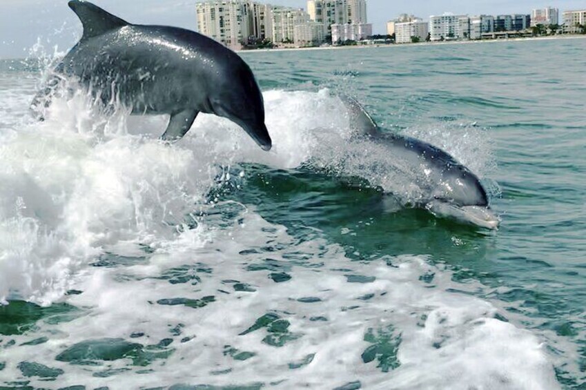 Come see Marco Island's playful resident dolphins!