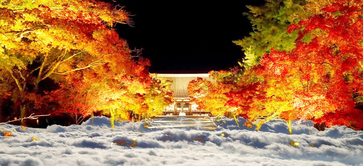 Ninnaji Temple: Special Entry for Unkai Light-up