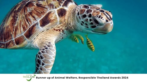 Khao Lak: Highlights Temple, Turtle Center & Bamboo Rafting