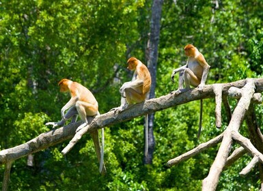 Kota Kinabalu: Klias River Cruise with Dinner and Fireflies