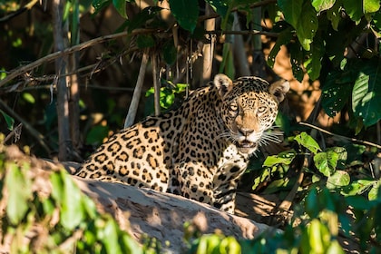 Cusco: Manu National Park - 3-Day on Amazon Natural Reserve