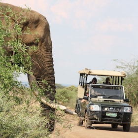 Kruger National Park: Full Day Game Drive Private/Group