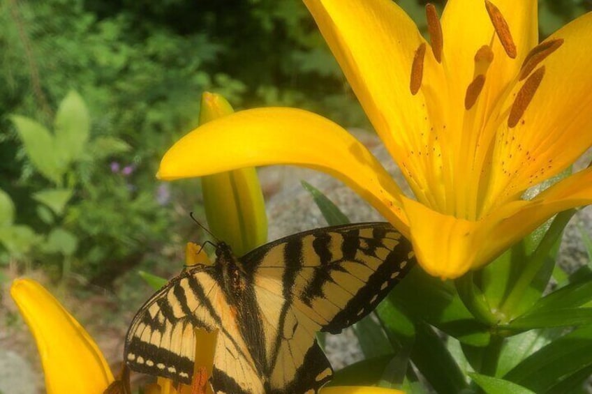 Stay still and let nature come to you
