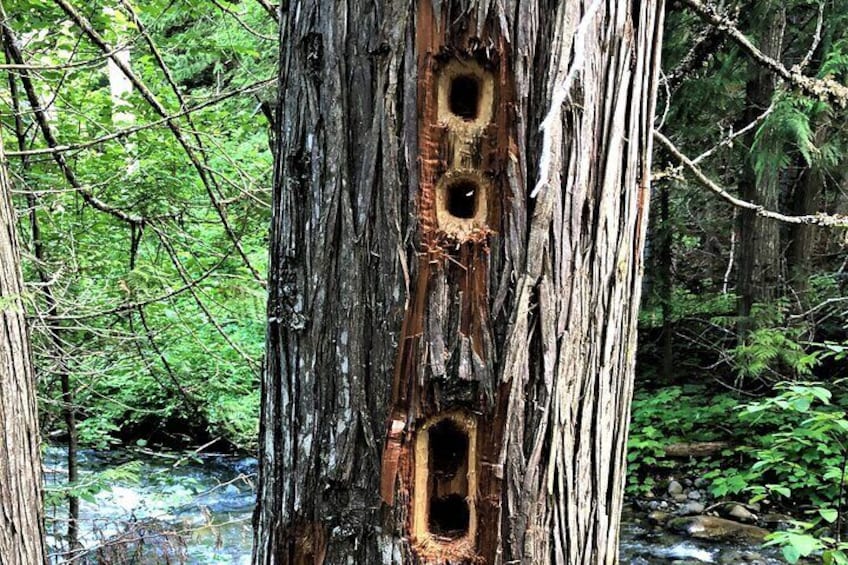 Bird apartments may be found on the walk