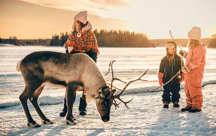 Luleå: Sami Culture & Reindeer Winter Experience
