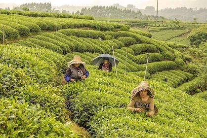 1 Day Tea Trip in Mount Mengding with Tea Making Experience