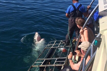 Shark Cage Diving from Cape Town Day Adventure