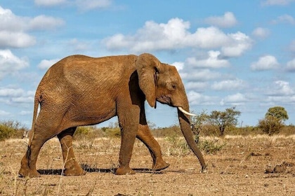 4 Day Kruger Safari from Johannesburg with Budget Fly In
