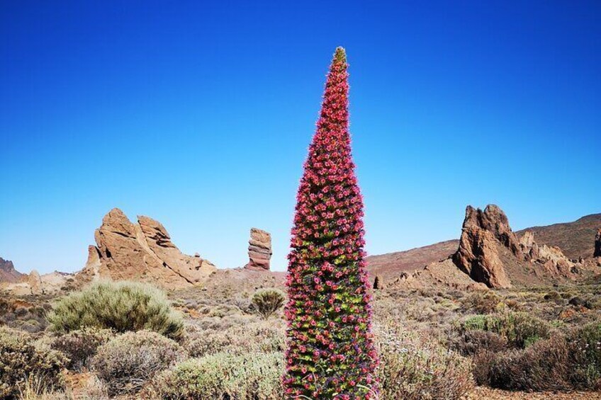 Shared or Private Teide National Park Tour