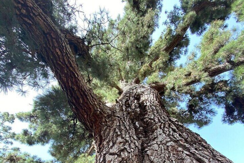 Shared or Private Teide National Park Tour