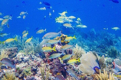 SPECIAL! Snorkel at MUSA - The Underwater Museum Reservation