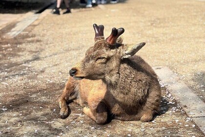 Nara and kyoto adventures private vehicle tour