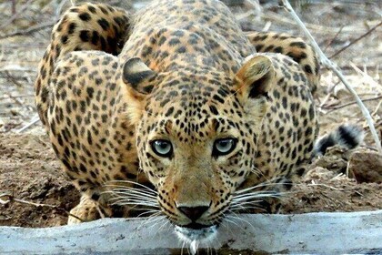 2 Days Jaipur and Jhalana Safari Tour