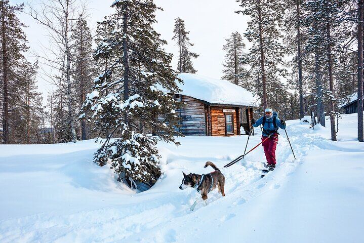 Husky Training Adventure & Snowshoe Hike in Arctic Lapland