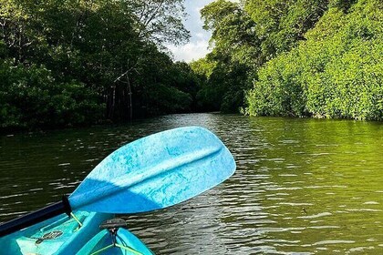Kayak Through the Mangroves