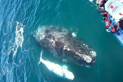 whale watching boat trip