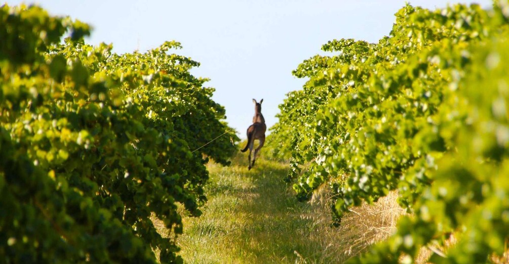 Picture 4 for Activity Adelaide: Wine and Wildlife 4WD Tour