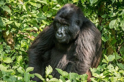 Gorilla Trekking Experience in Volcanoes National Park